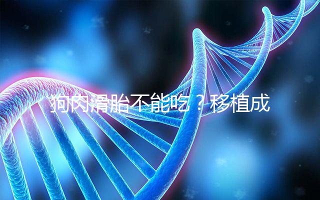 狗肉滑胎不能吃？移植成功后能不能吃狗肉答案看這里