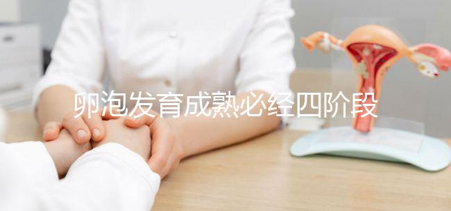 卵泡發育成熟必經四階段,不同時期都可能出現閉鎖卵泡