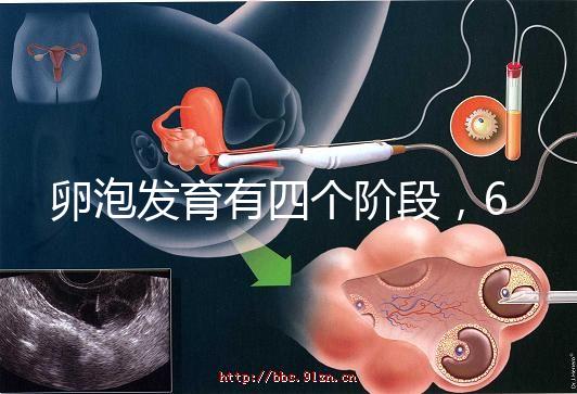 卵泡發(fā)育有四個階段，6種常見食物可促進卵泡發(fā)育