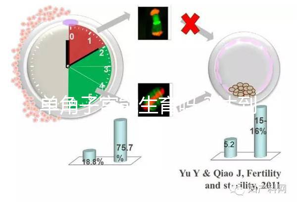單角子宮能生育嗎？達到這4個條件即可懷孕生孩子