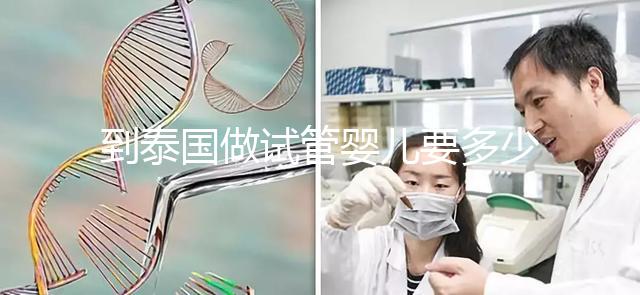 到泰國(guó)做試管嬰兒要多少錢(qián)(到泰國(guó)做試管嬰兒要多少錢(qián)費(fèi)用)