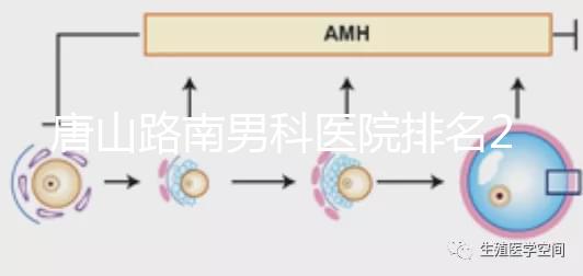 唐山路南男科醫院排名2024，精度高，成本低...