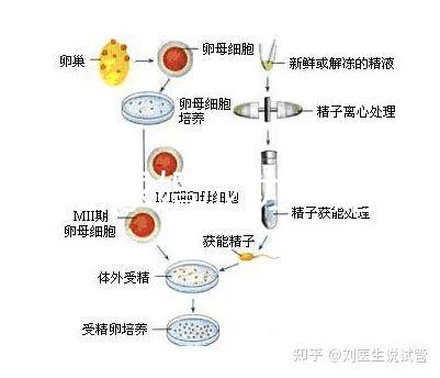 何猷君求婚成功！賭王四太回應(yīng)“奚夢(mèng)瑤懷孕”傳聞
