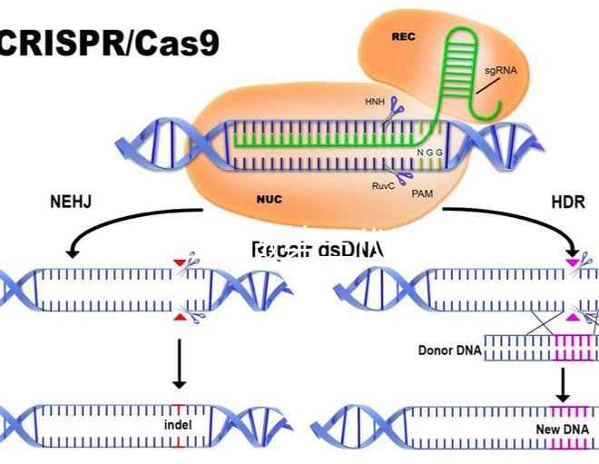 為什么要做第三代試管嬰兒？