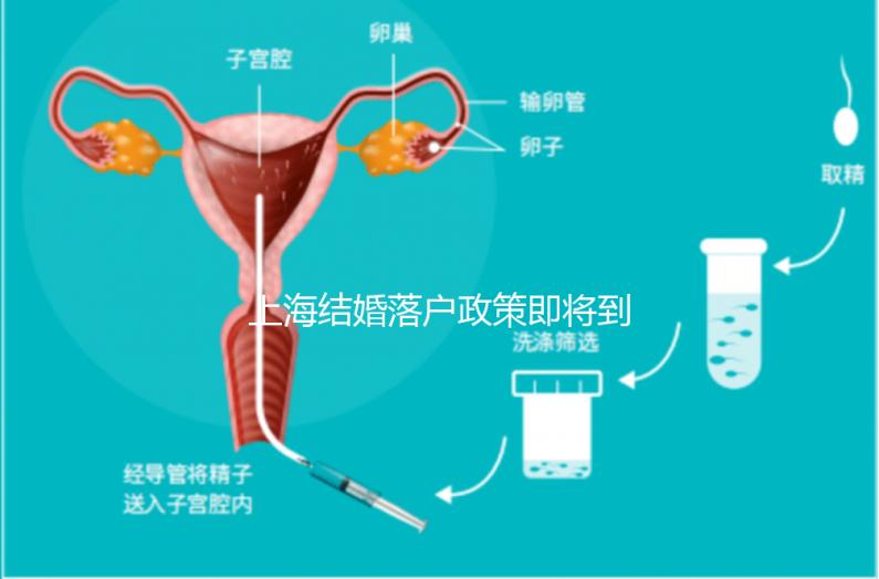 上海結婚落戶政策即將到來，包括2024年黃浦區詳細的戶籍流程