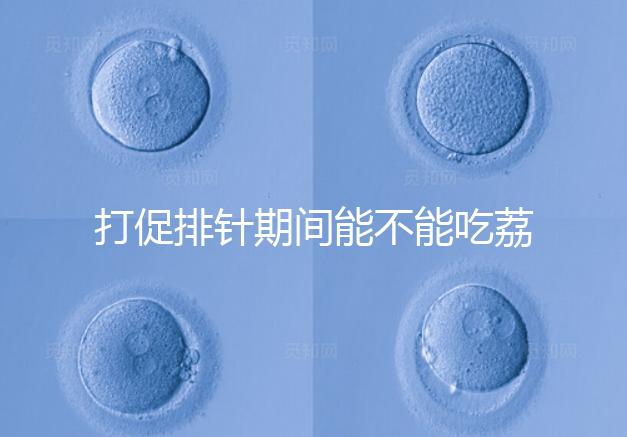 打促排針期間能不能吃荔枝看月份，想促進(jìn)卵泡發(fā)育別亂食用