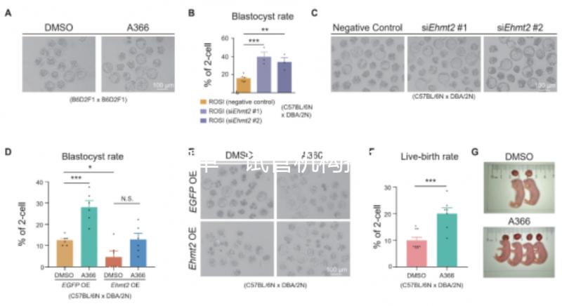 泰國單一試管機構推薦，標準、流程和費用清單，實現你的生育夢想