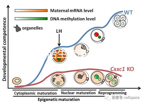 天津四胎生育津貼多少錢(qián)一個(gè)月，能不能走生育保險(xiǎn)揭秘，快速展示
