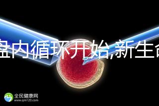 胎盤內(nèi)循環(huán)開始,新生命的誕生,受精卵著床過程揭曉