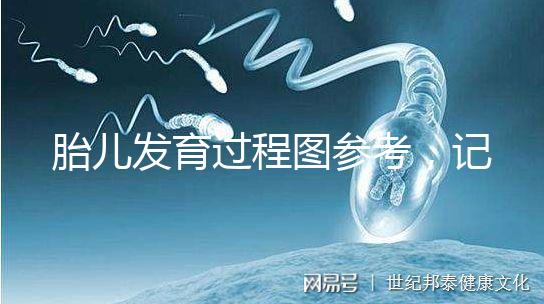 胎兒發(fā)育過程圖參考，記錄胚胎從一到九個月變化