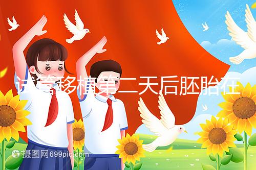 試管移植第二天后胚胎在干嘛！子宮內游走居無定所