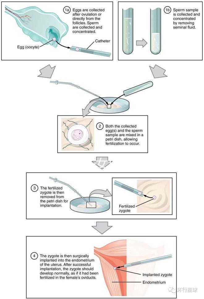 貴陽未婚子女戶口如何向婦女介紹，附2024年結算流程