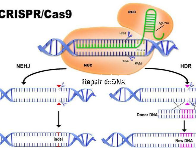 47歲藥流打胎高風(fēng)險(xiǎn)!這5大后果極易威脅身體健康