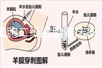 6細胞二級胚胎著床率與養囊成功率解讀，拿不準移植與否戳